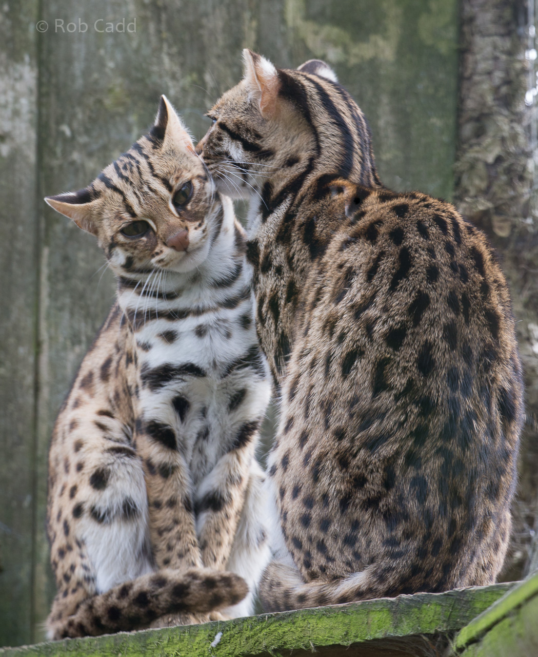Indochinese leopard cat : Thrigby Hall : 26 Sep 2017