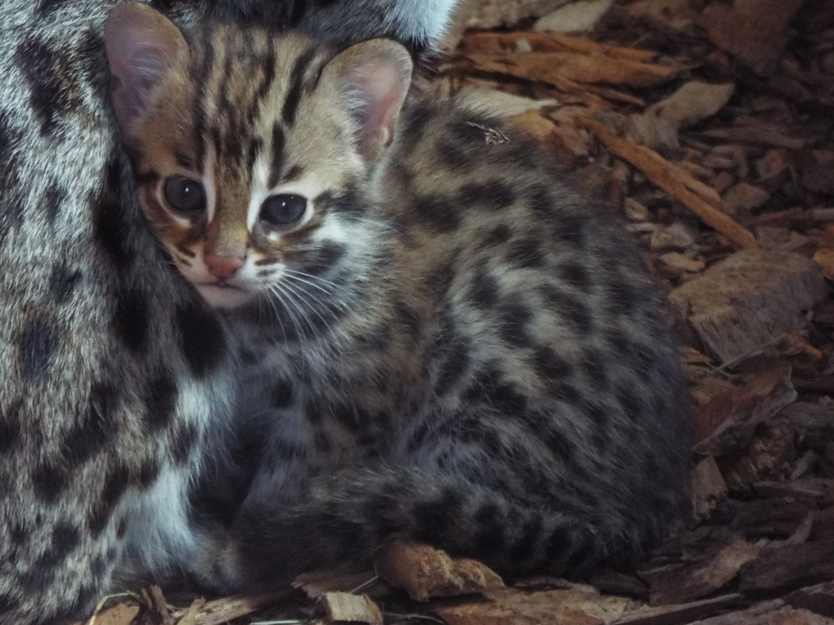 Indochinese Leopard Cat young - Ace Valley