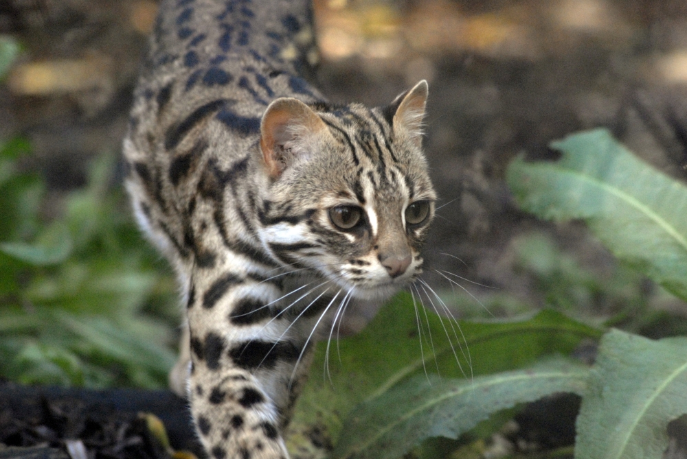 Indochinese leopard cat