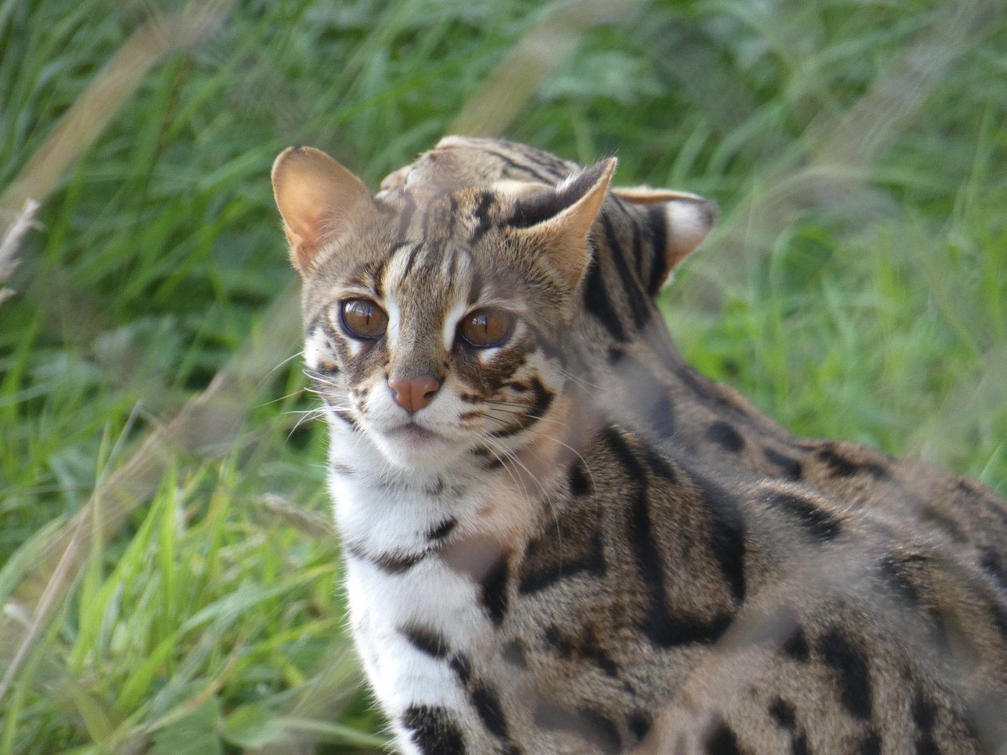 Indochinese Leopard Cat