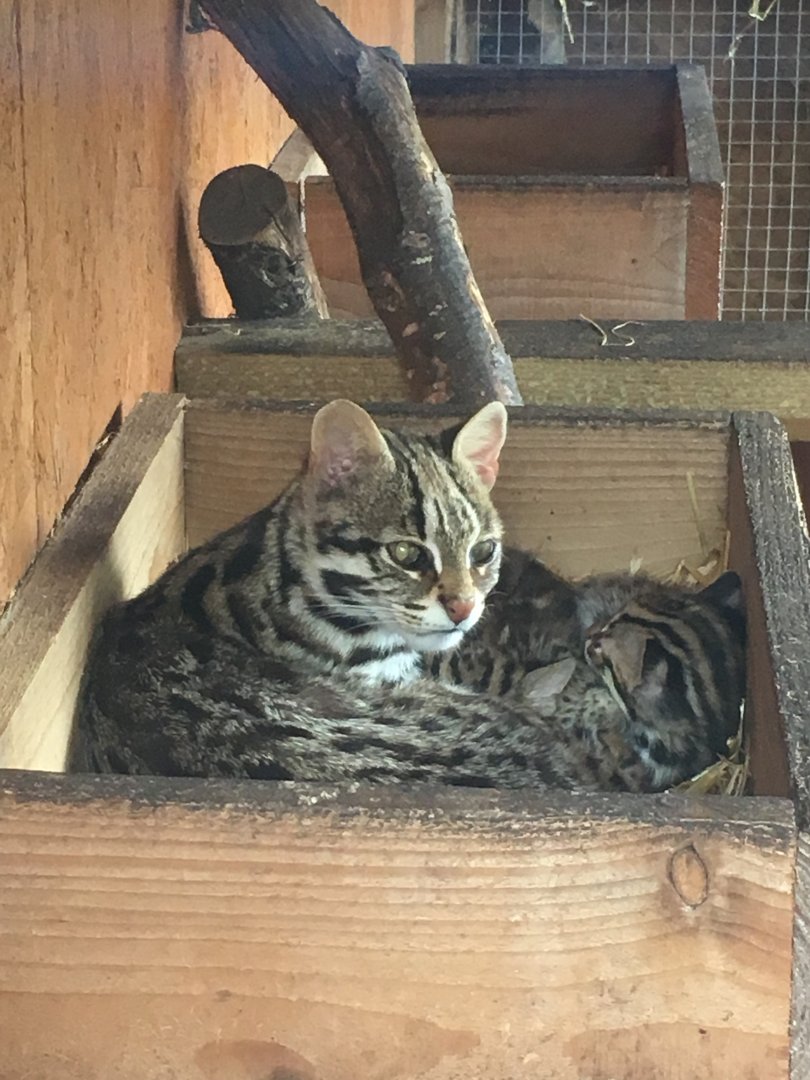 Indochinese leopard cats 290417