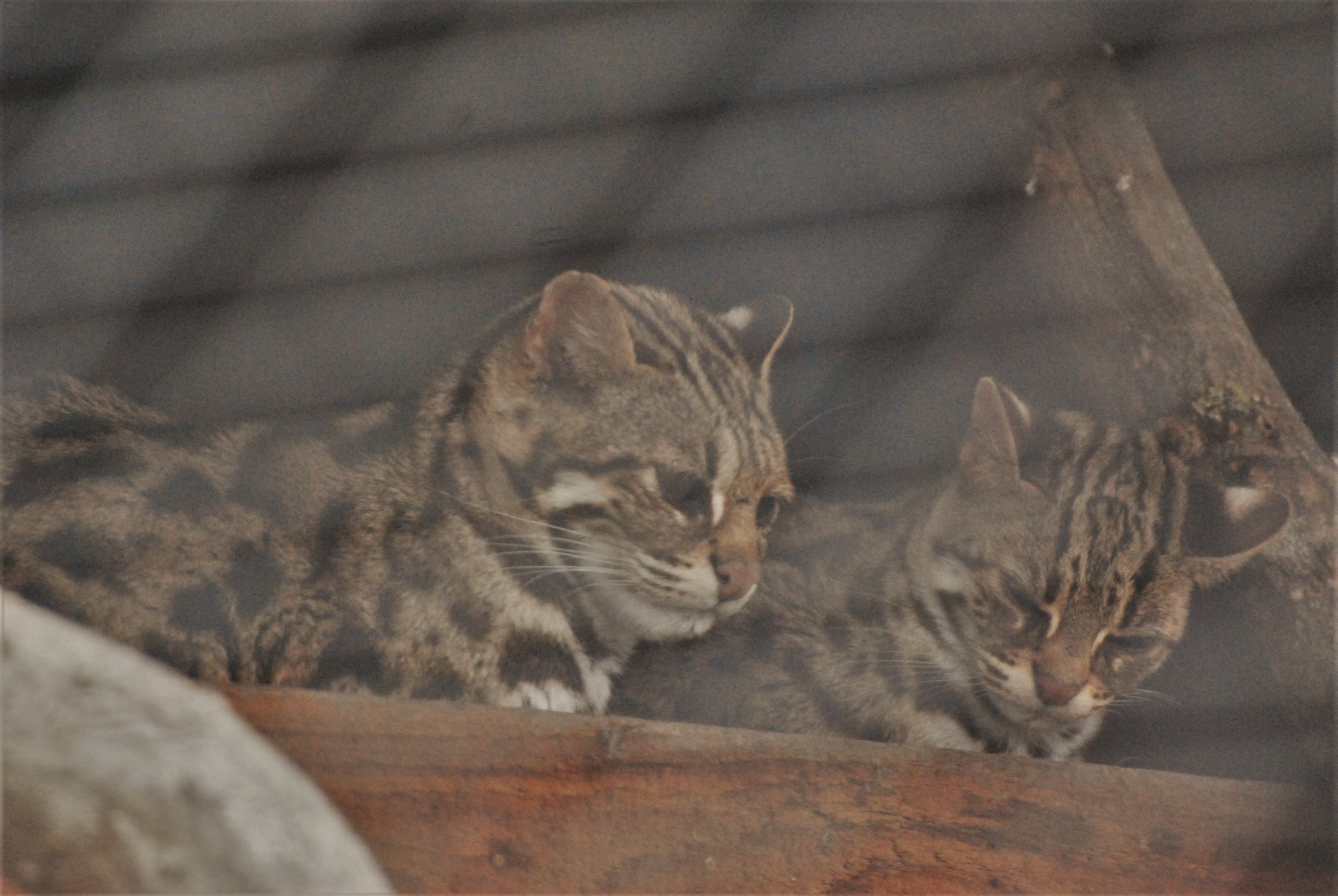 Indochinese Leopard Cats at Johnson's of Old Hurst, 19th February 2022