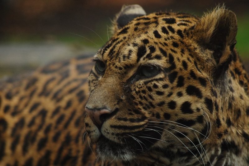 Indochinese-leopard Chiva