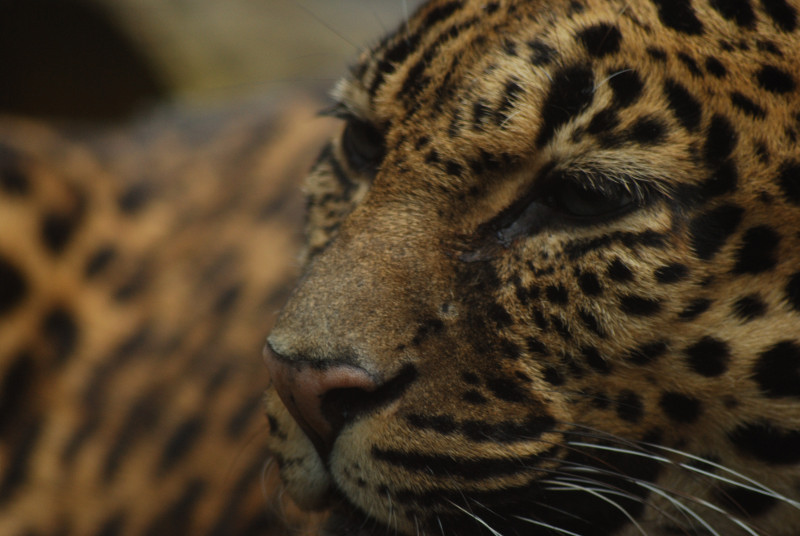 Indochinese-leopard Chiva