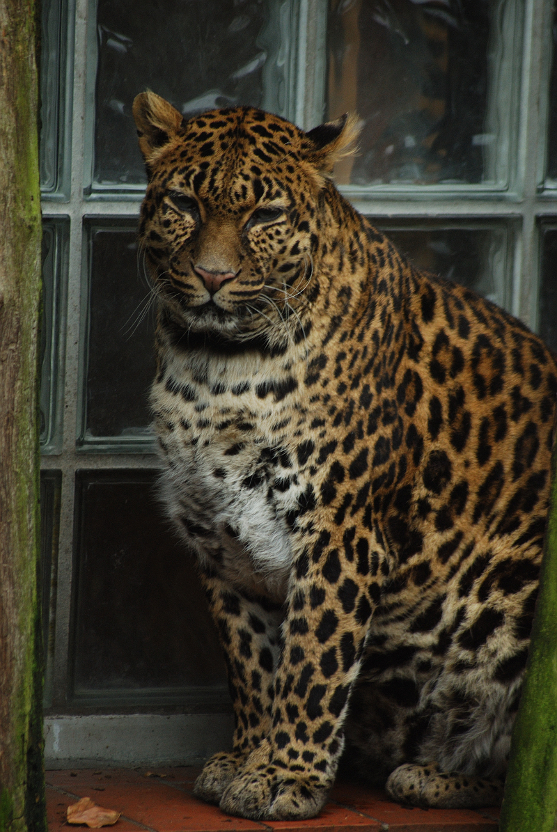 Indochinese-leopard Chiva