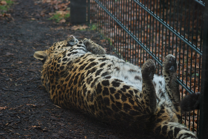 Indochinese-leopard Chiva