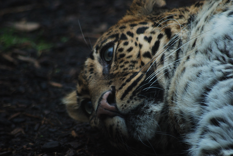 Indochinese-leopard Chiva