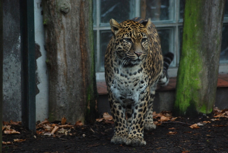 Indochinese-leopard Chiva