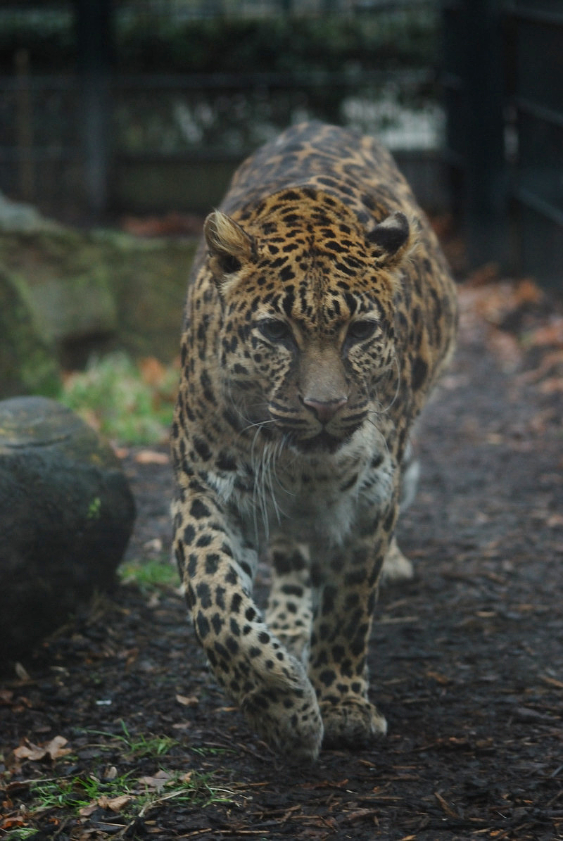 Indochinese-leopard Chiva