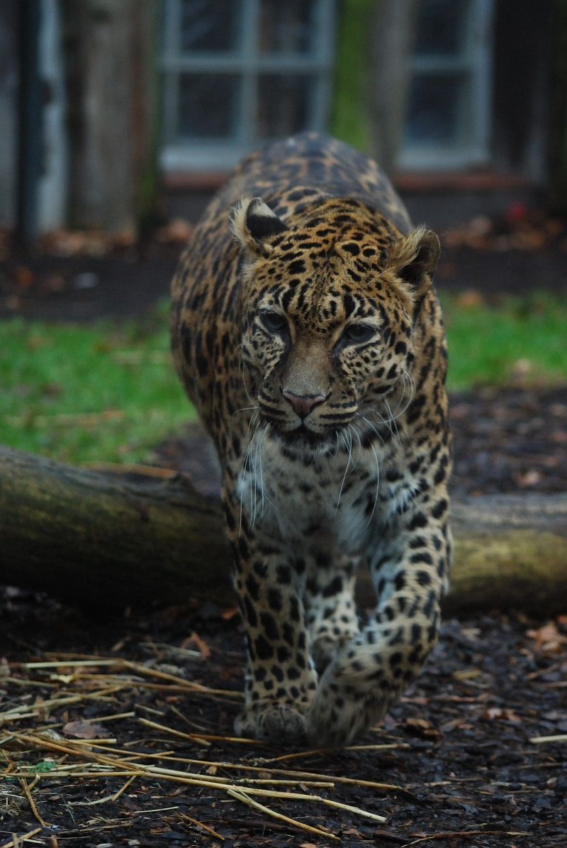 Indochinese-leopard Chiva