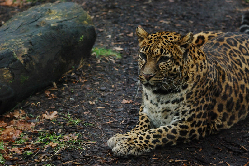 Indochinese-leopard Chiva