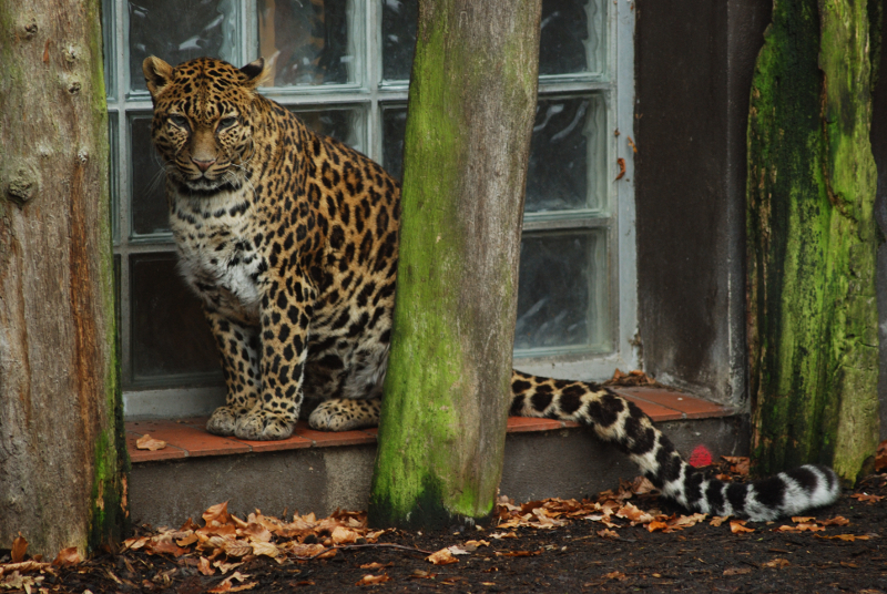 Indochinese-leopard Chiva