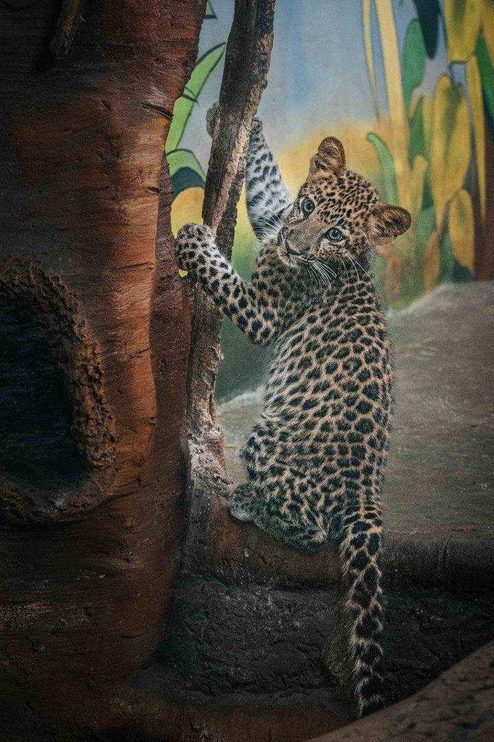 Indochinese Leopard cub