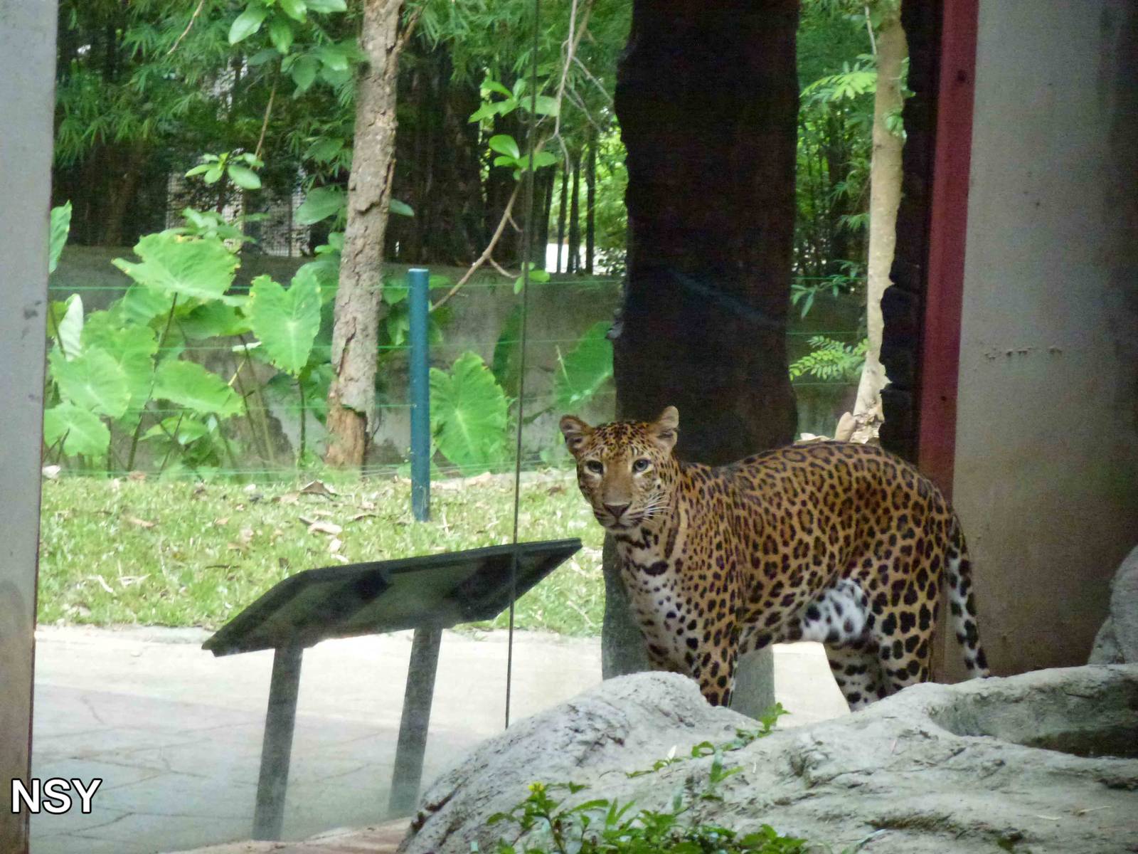 Indochinese leopard, June 2013.