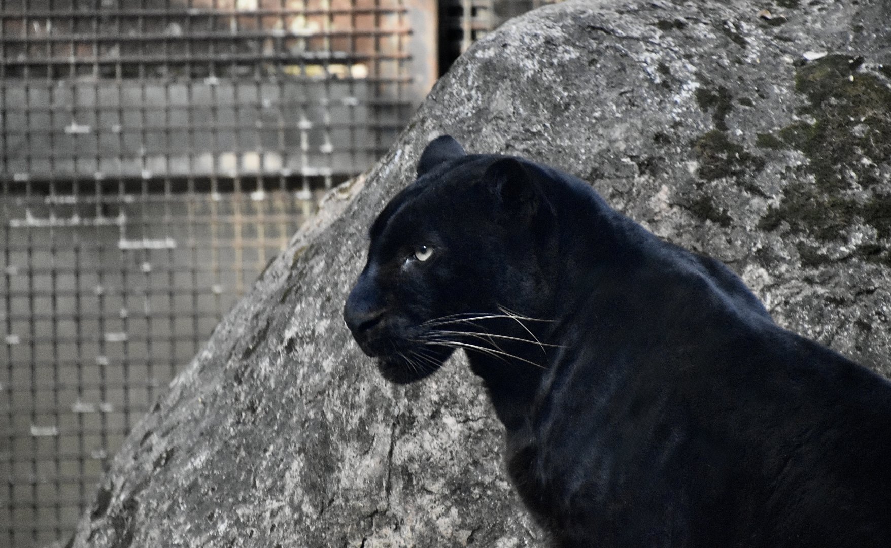 Indochinese Leopard (Panthera pardus delacouri) melanistic