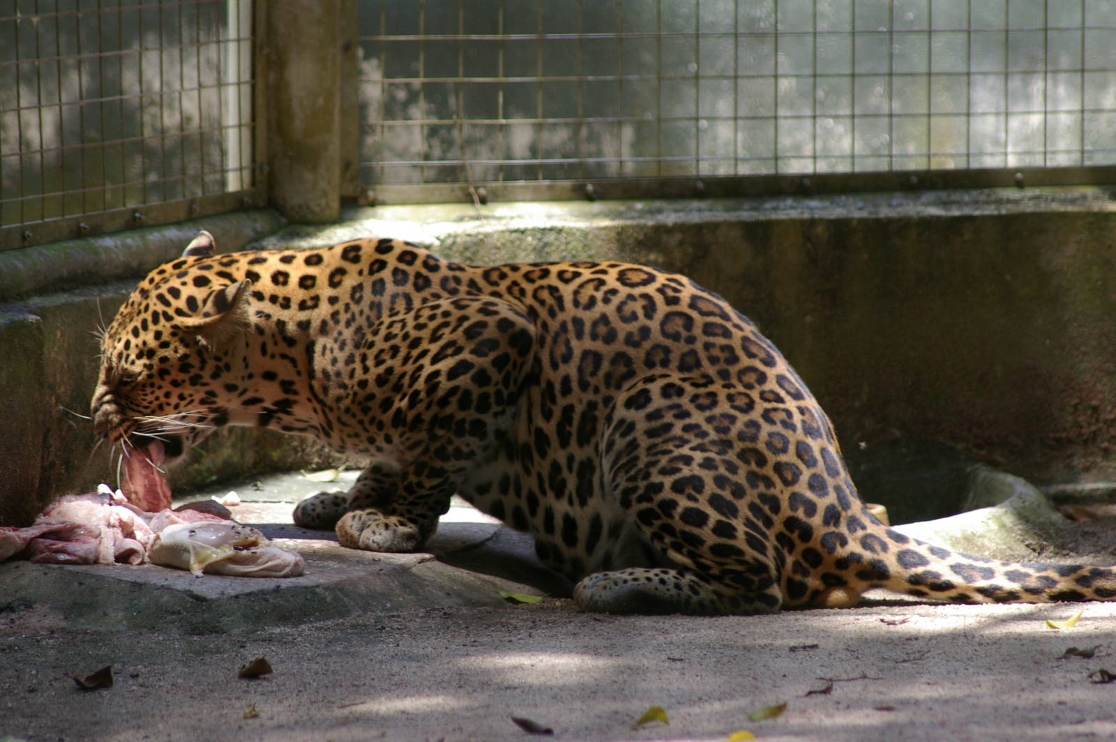 Indochinese leopard (Panthera pardus delacouri)
