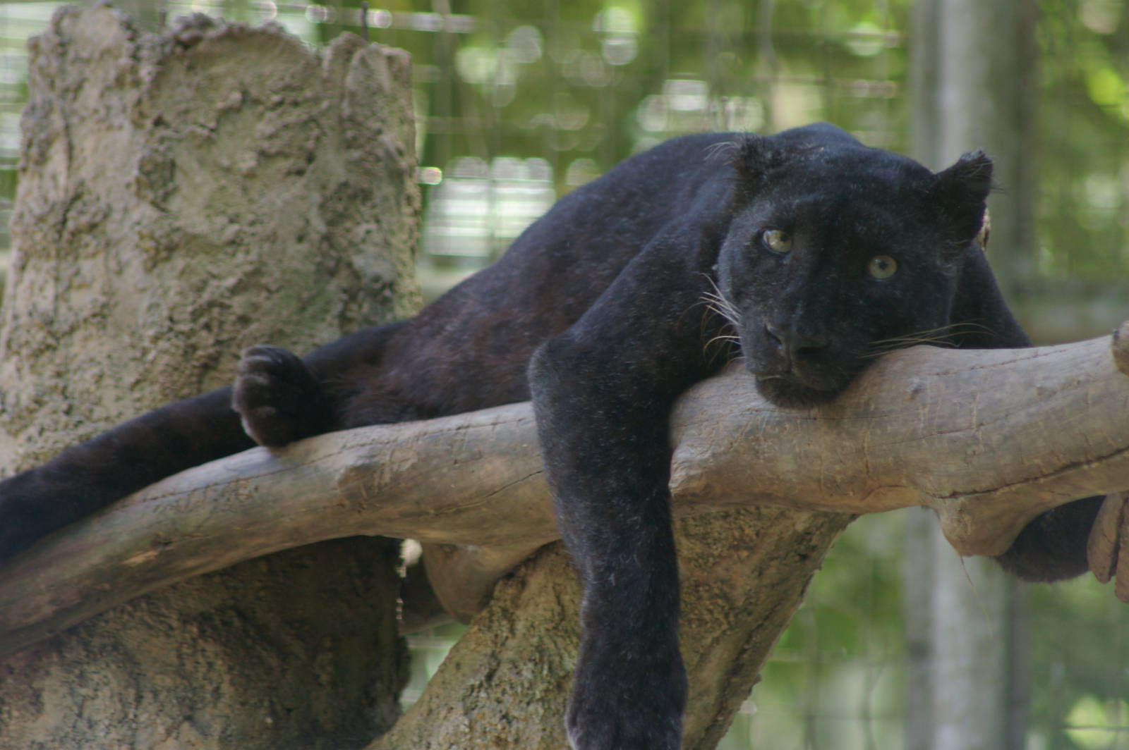 Indochinese leopard (Panthera pardus delacouri)
