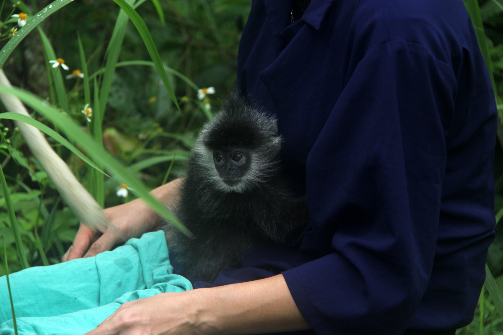 Indochinese lutung (Trachypithecus germaini)