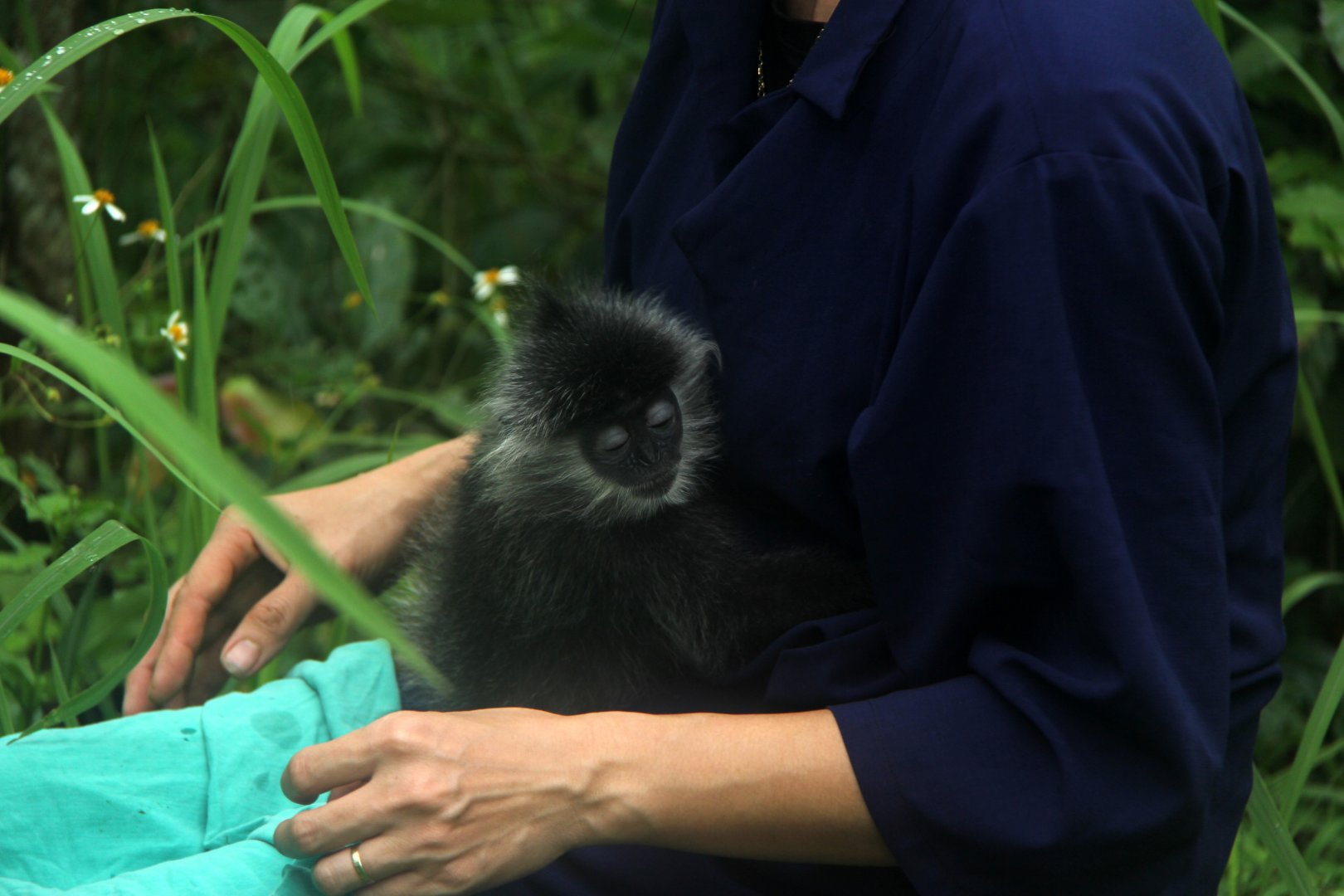 Indochinese lutung (Trachypithecus germaini)
