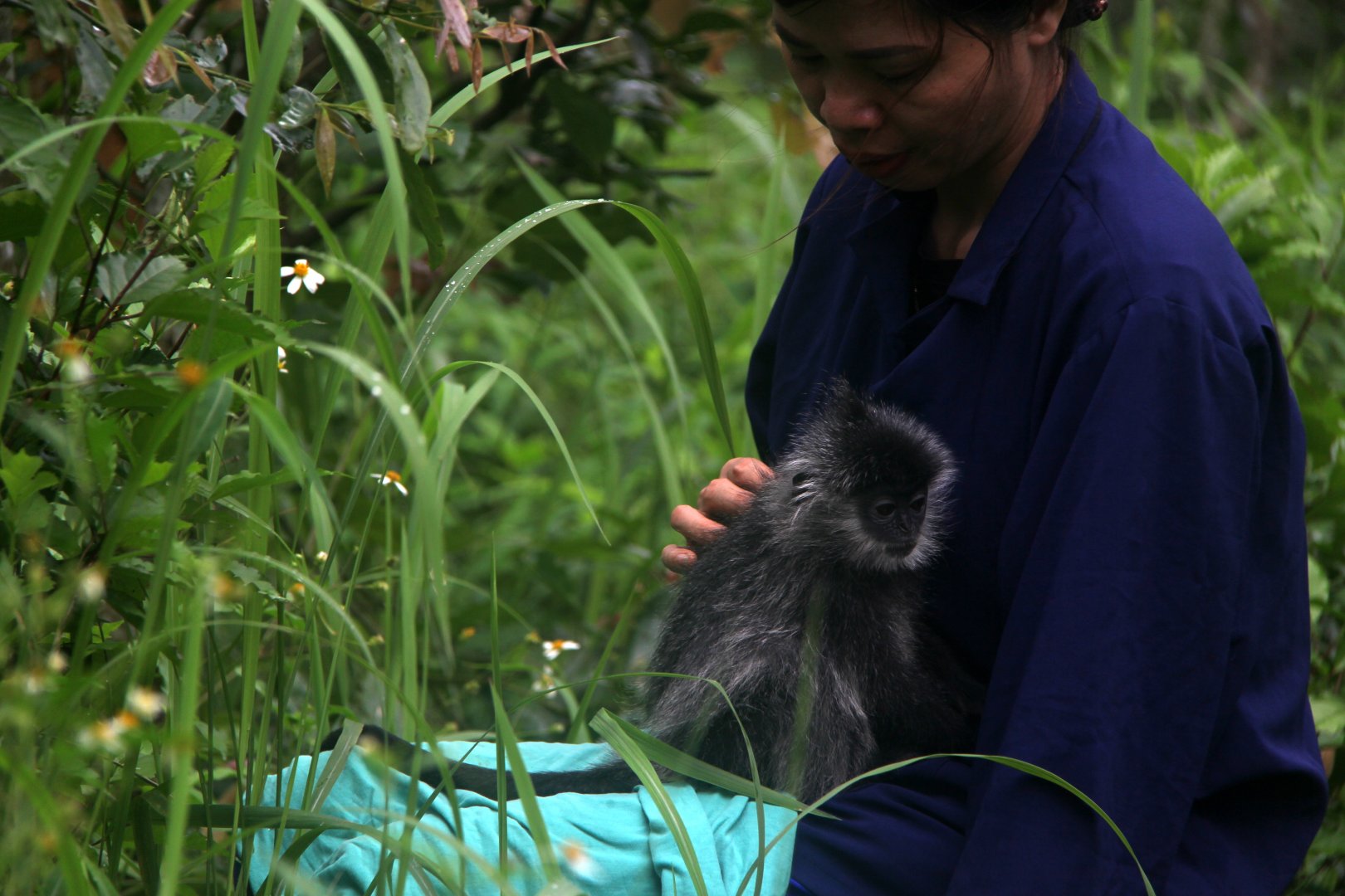 Indochinese lutung (Trachypithecus germaini)