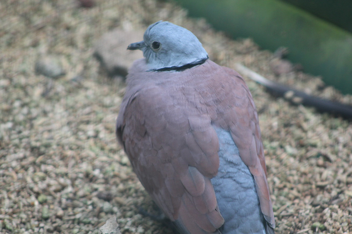 Indochinese red turtle dove (Streptopelia tranquebarica tranquebarica) - Bird Park