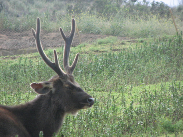 Indochinese sambar deer