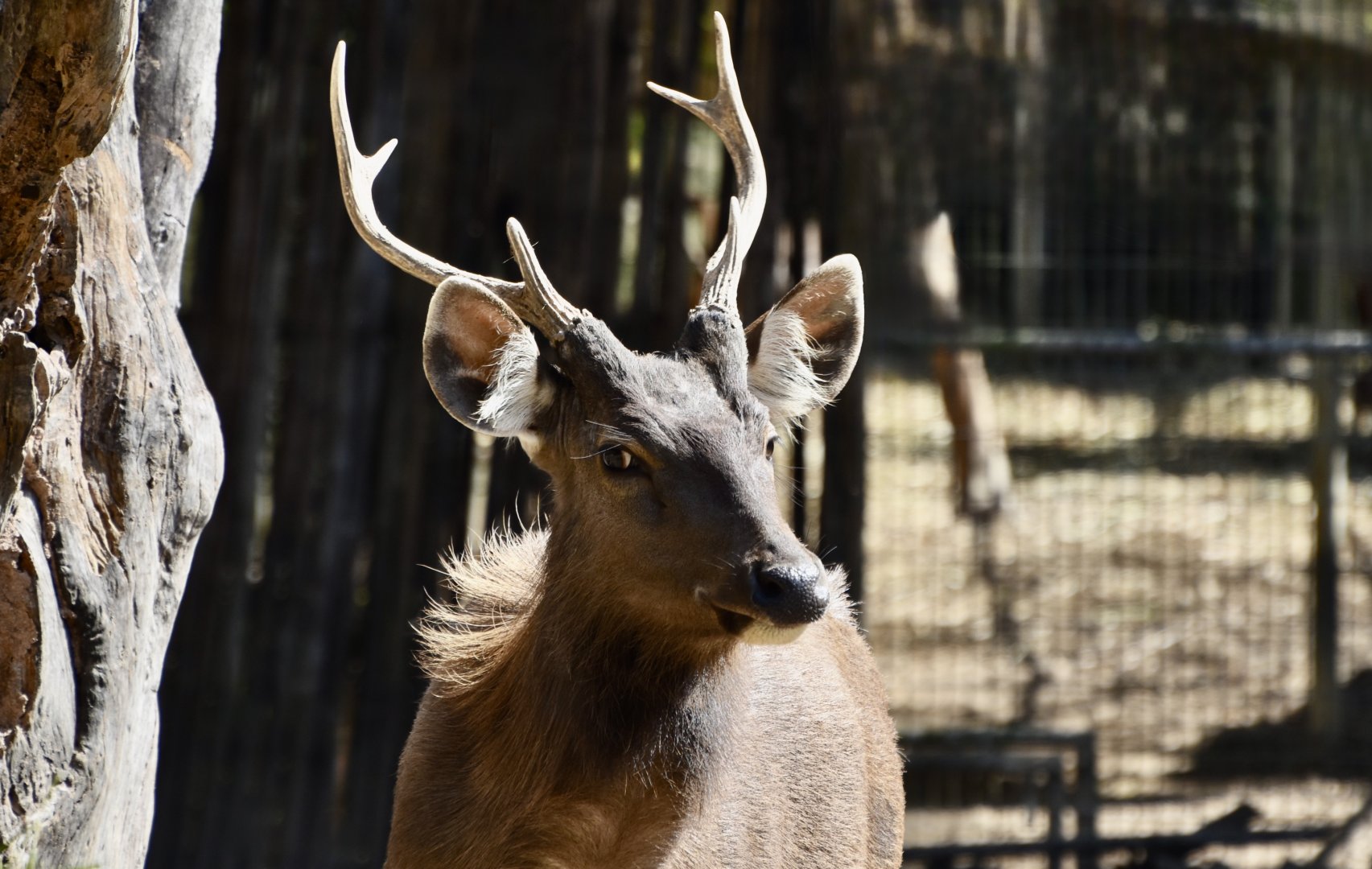 Indochinese Sambar (Rusa unicolor cambojensis) male