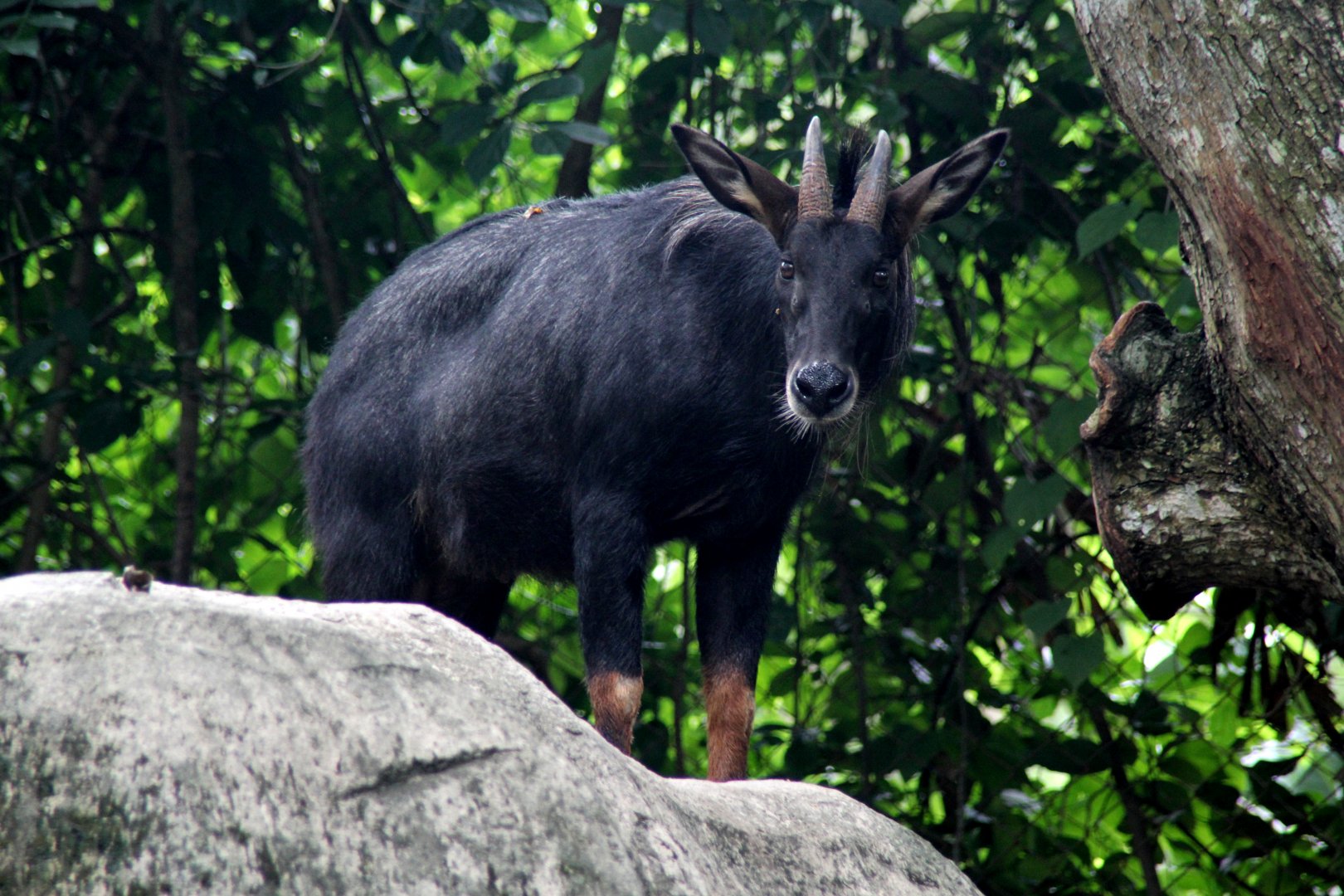 Indochinese serow (Capricornis maritimus)