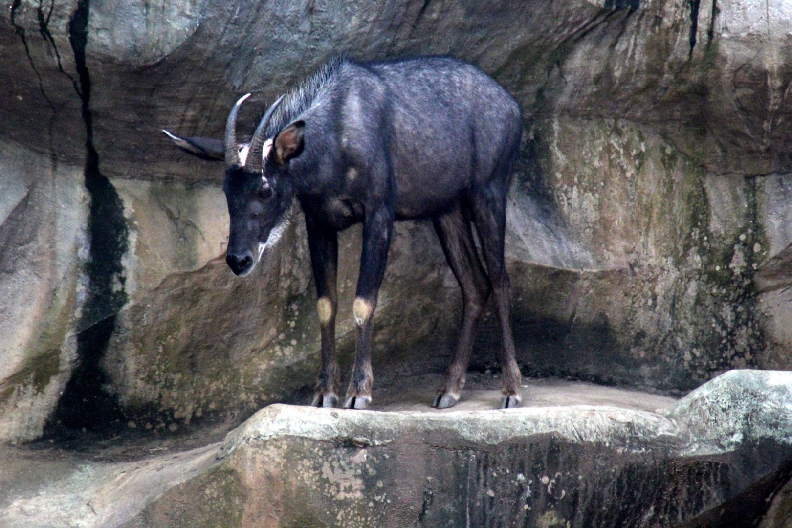 Indochinese serow (Capricornis maritimus)