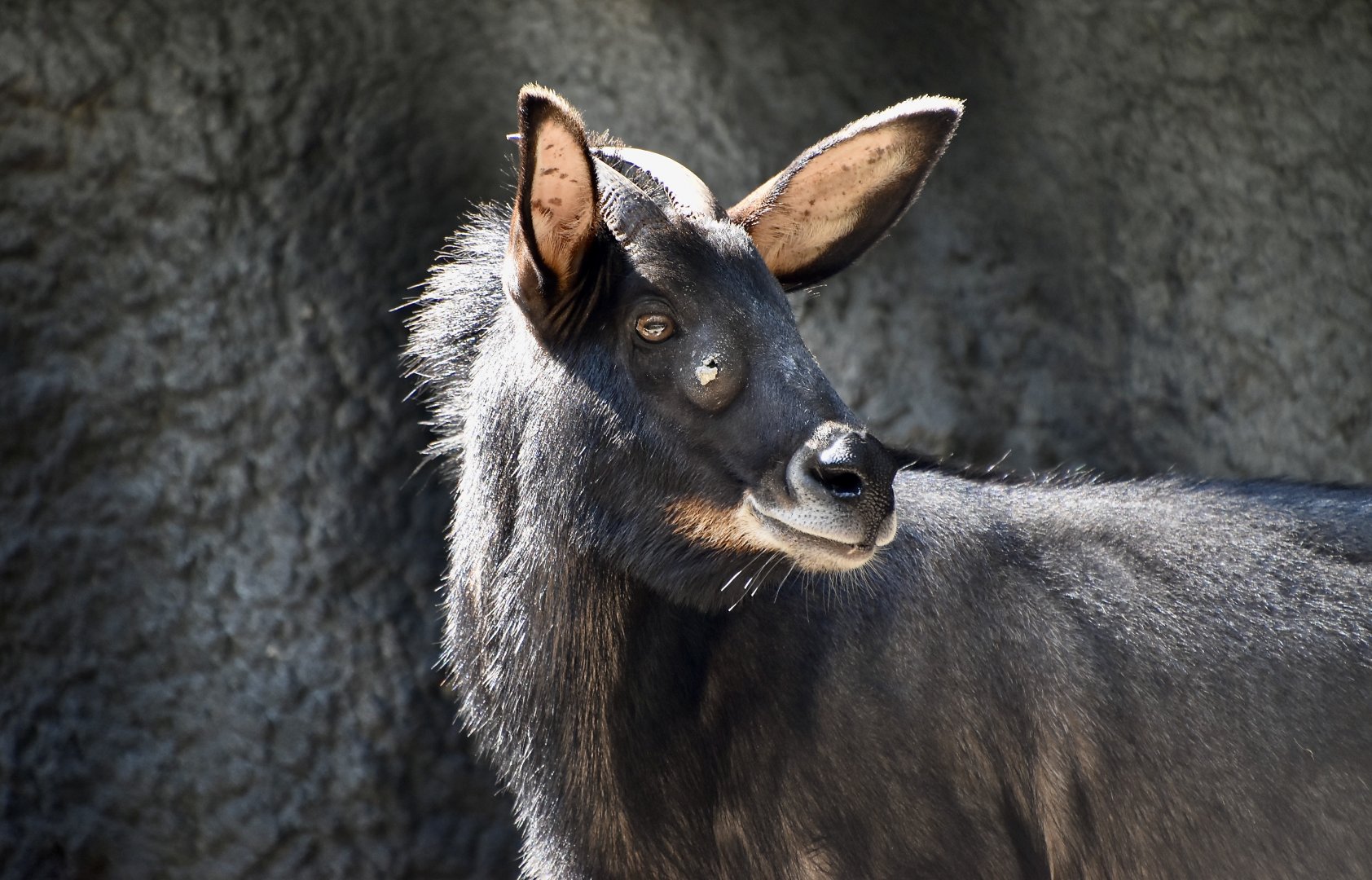 Indochinese Serow (Capricornis milneedwardsii maritimus)