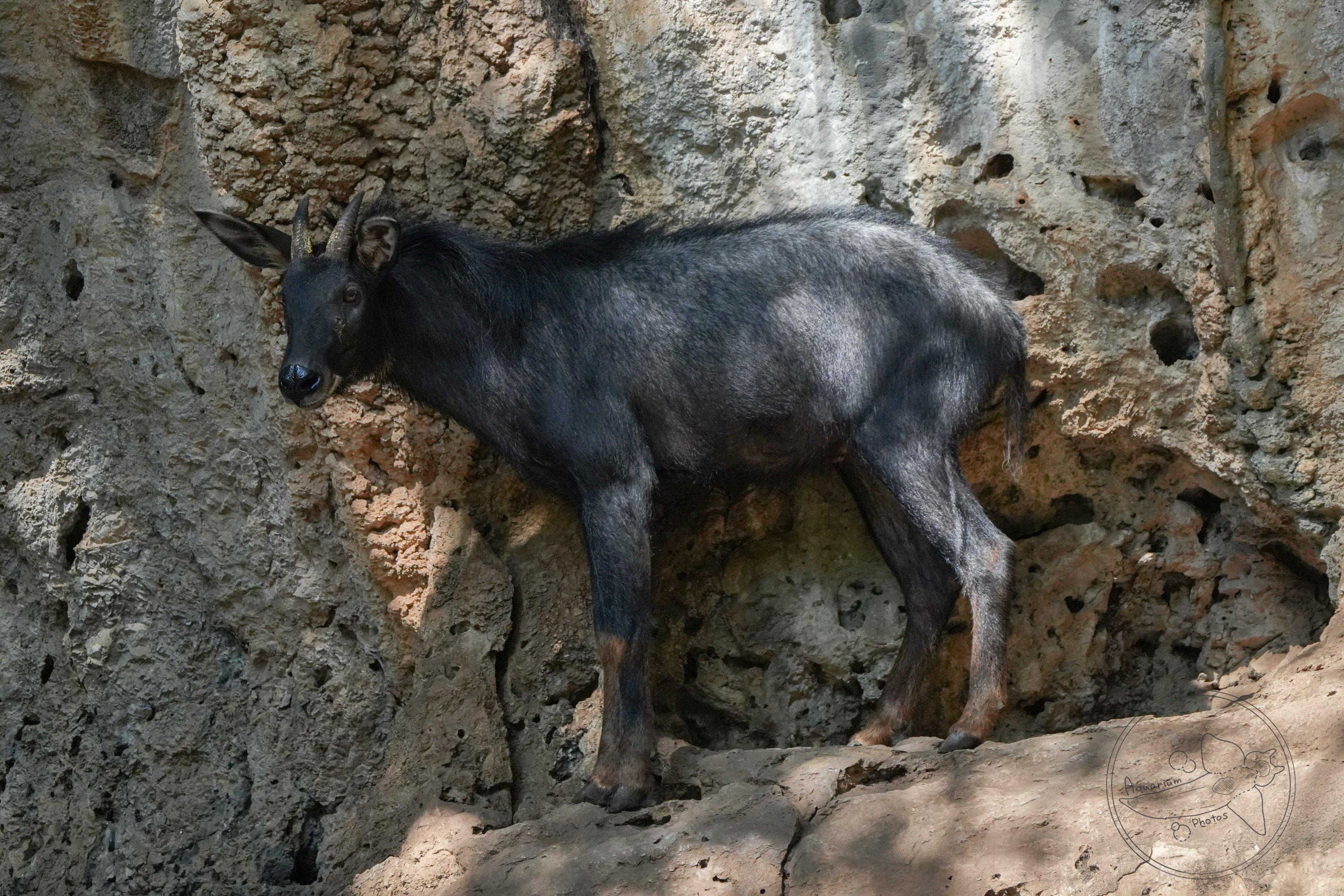 Indochinese serow (Capricornis milneedwardsii maritimus)