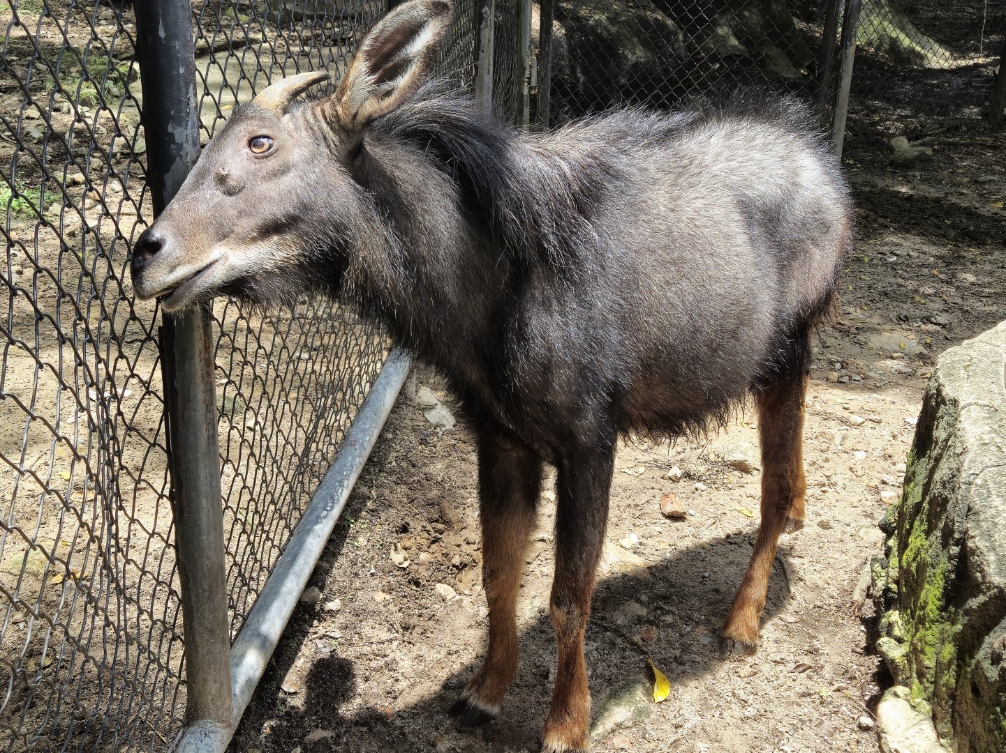 Indochinese Serow