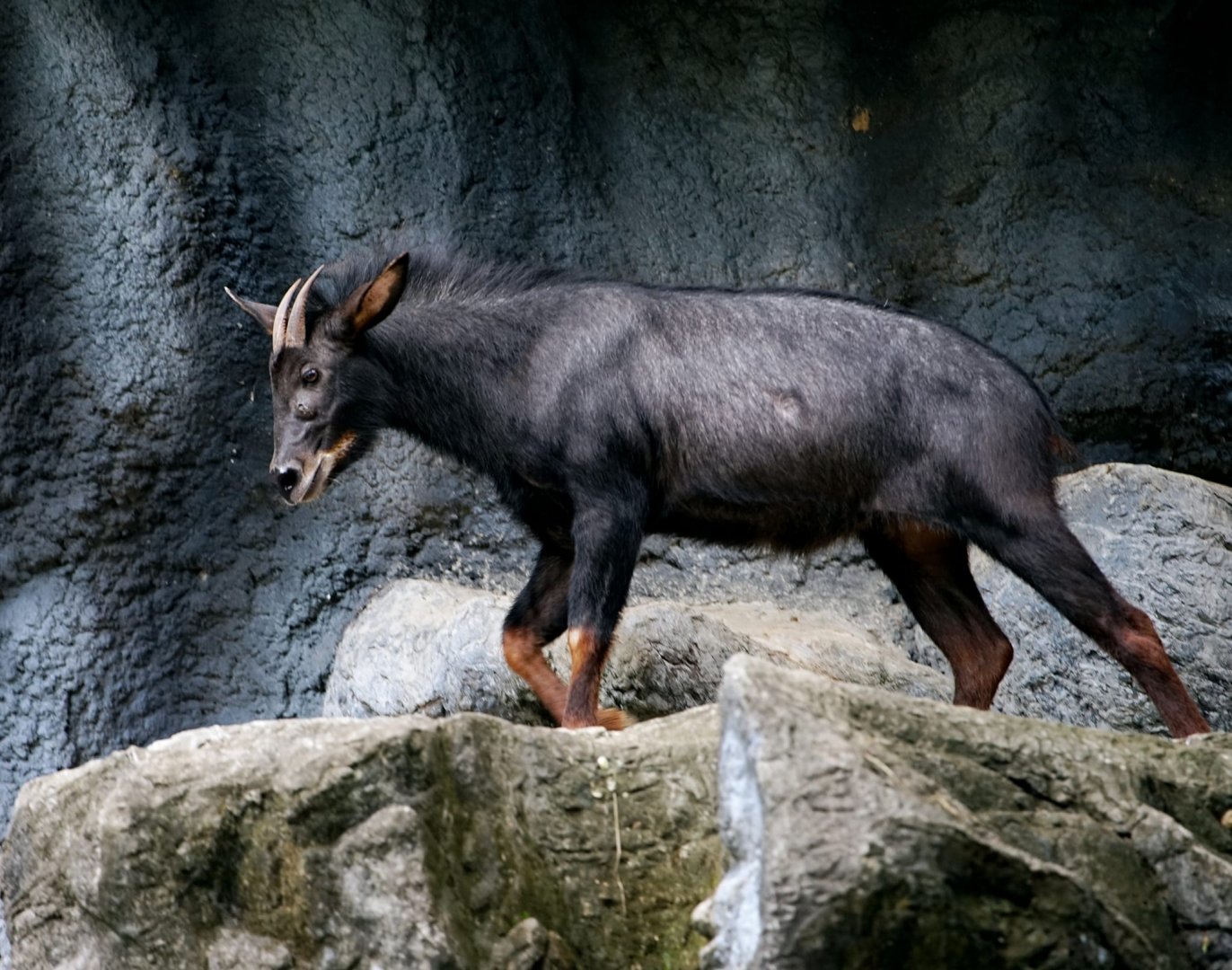 Indochinese Serow