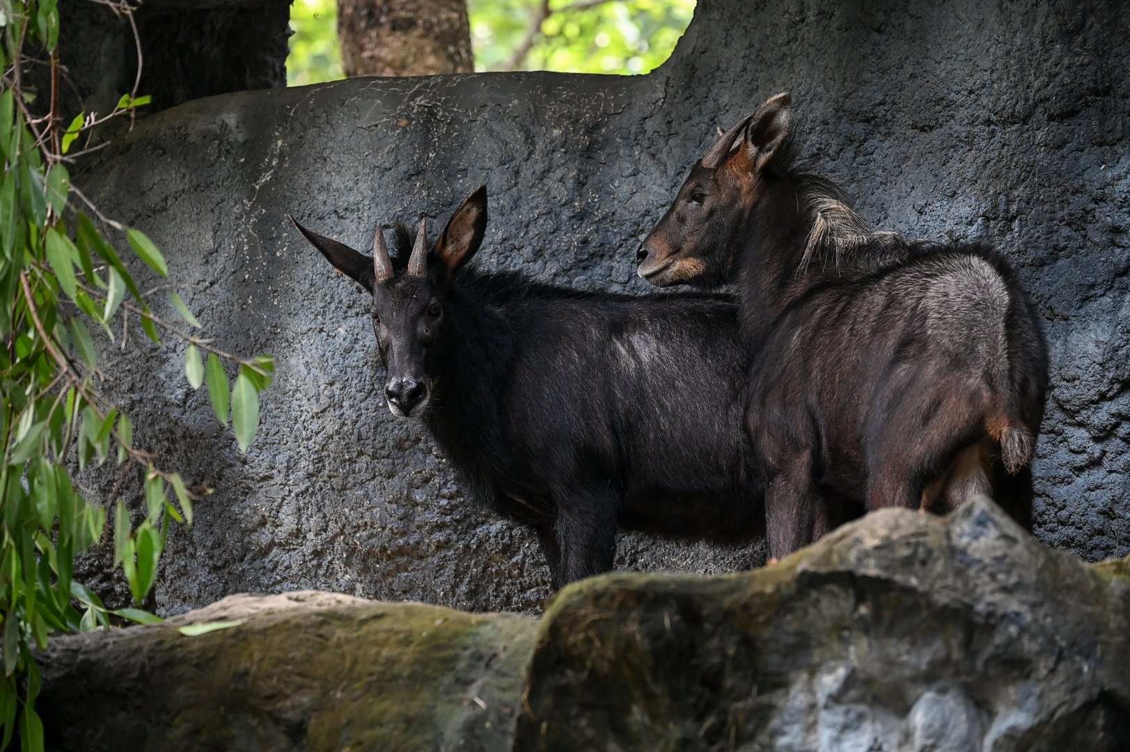 Indochinese Serow