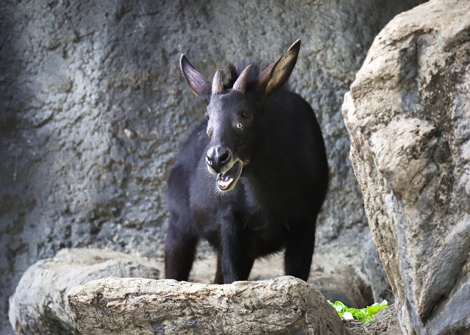 Indochinese serow