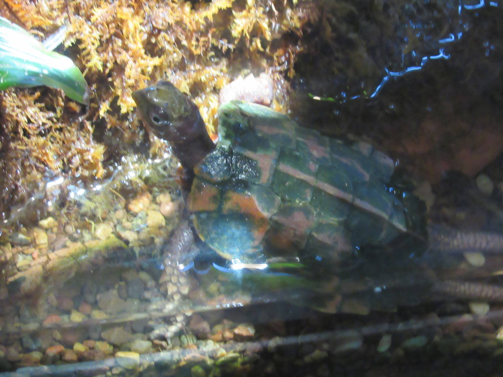 Indochinese Serrated Turtle