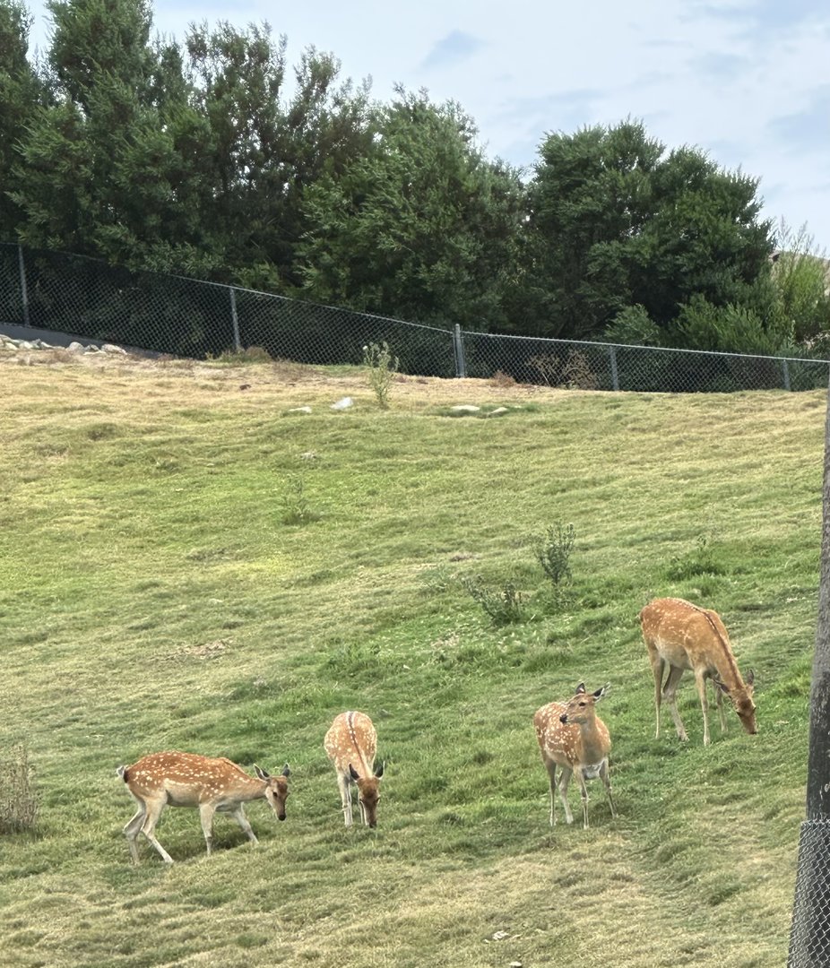 Indochinese Sika and Barasingha x Sika Hybrid