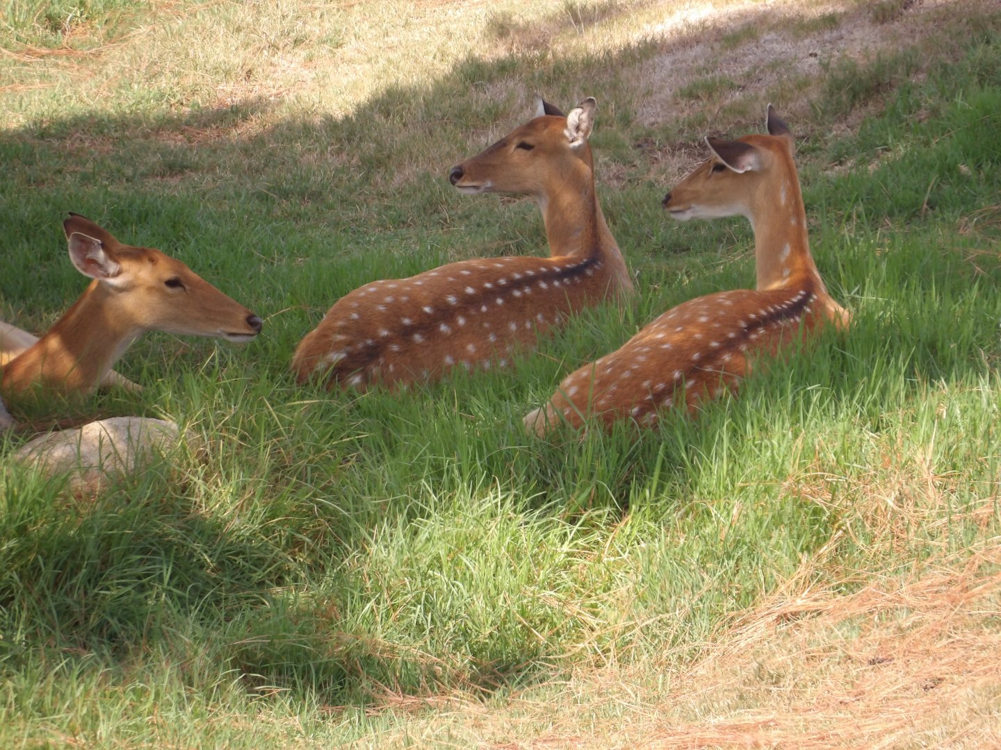 Indochinese Sika Deer(Cervus nippon pseudaxis)