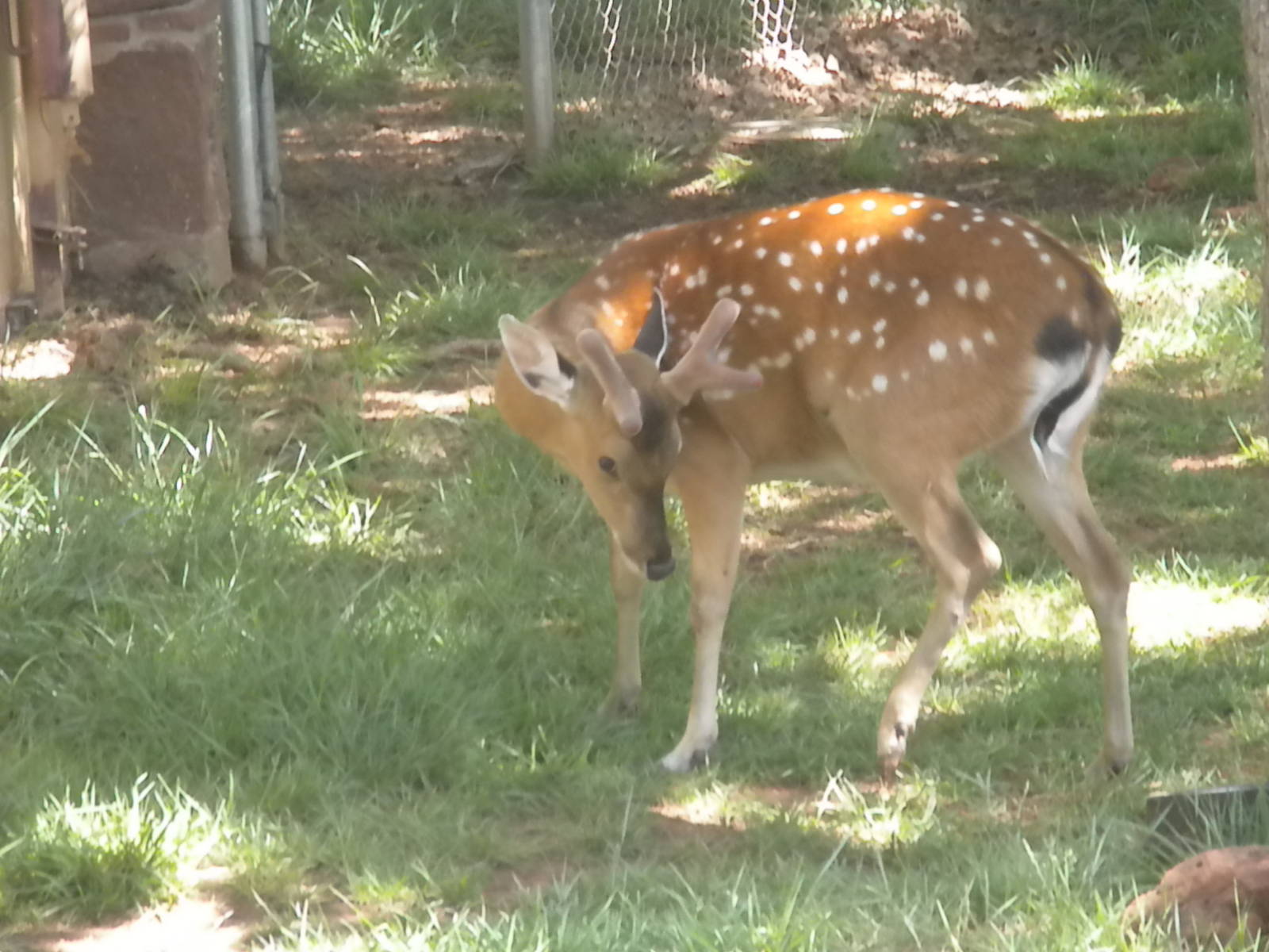 Indochinese Sika Deer