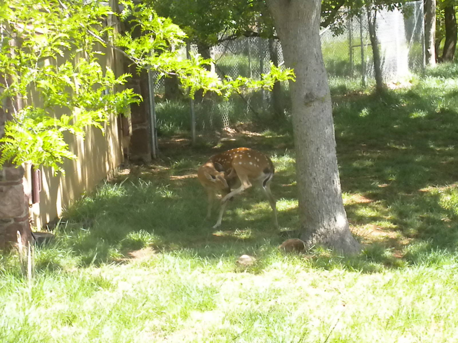 Indochinese Sika Deer