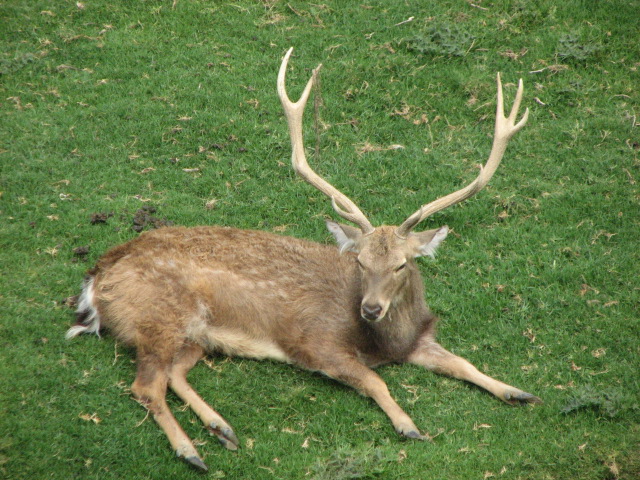 Indochinese sika deer