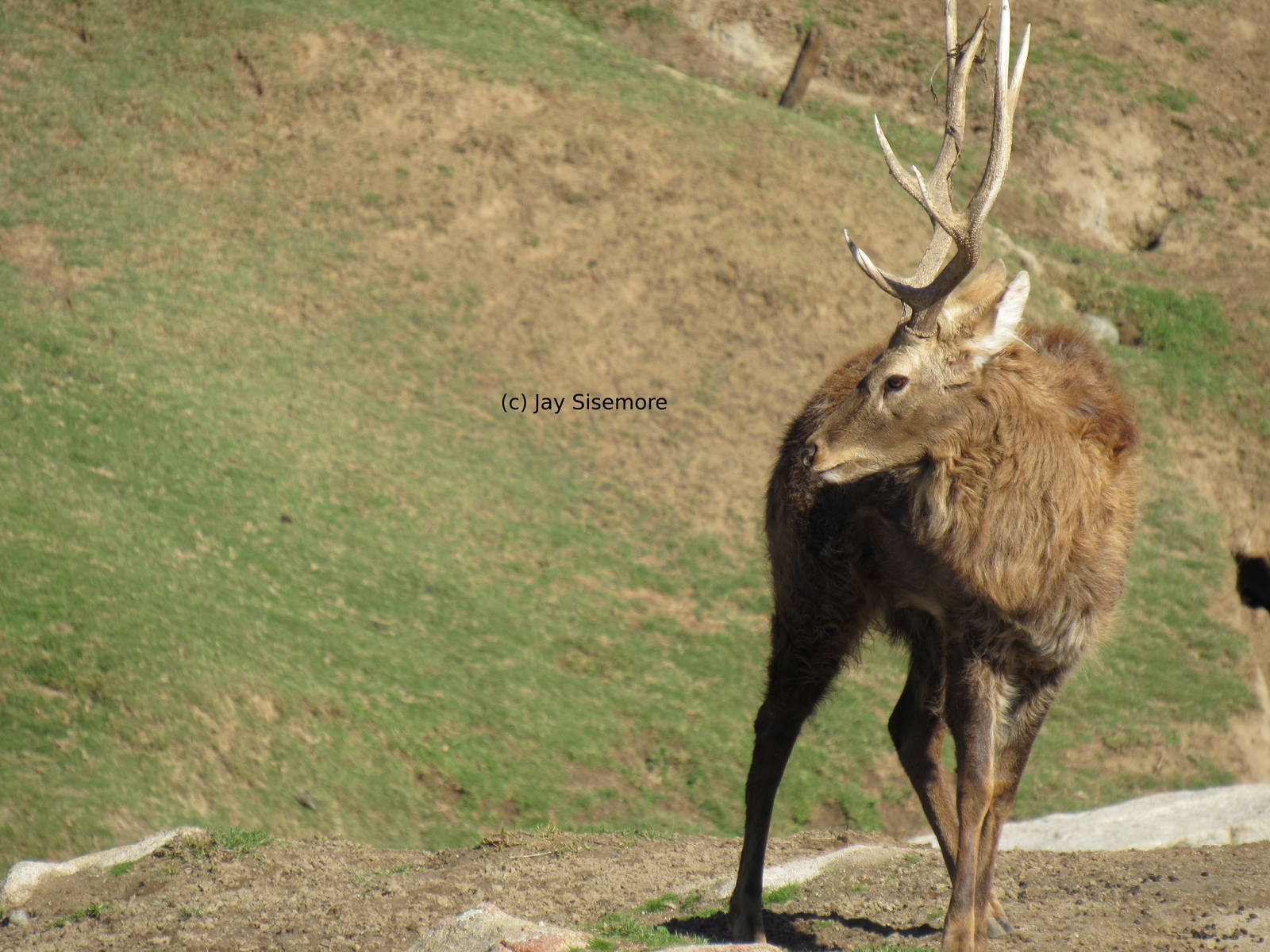 Indochinese Sika Deer