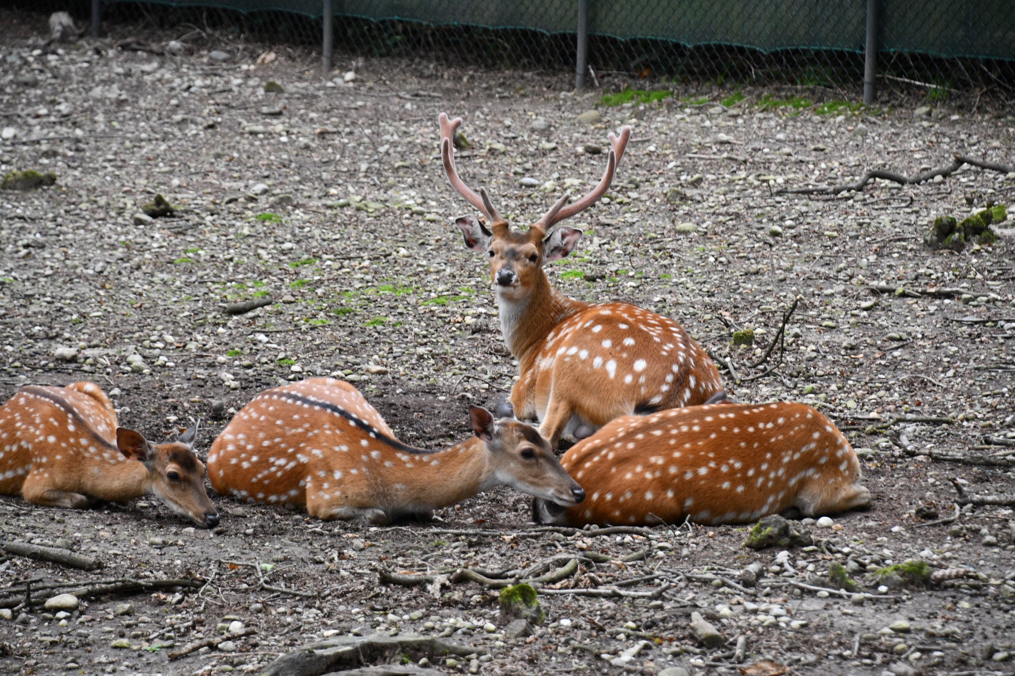 Indochinese Sika Deer