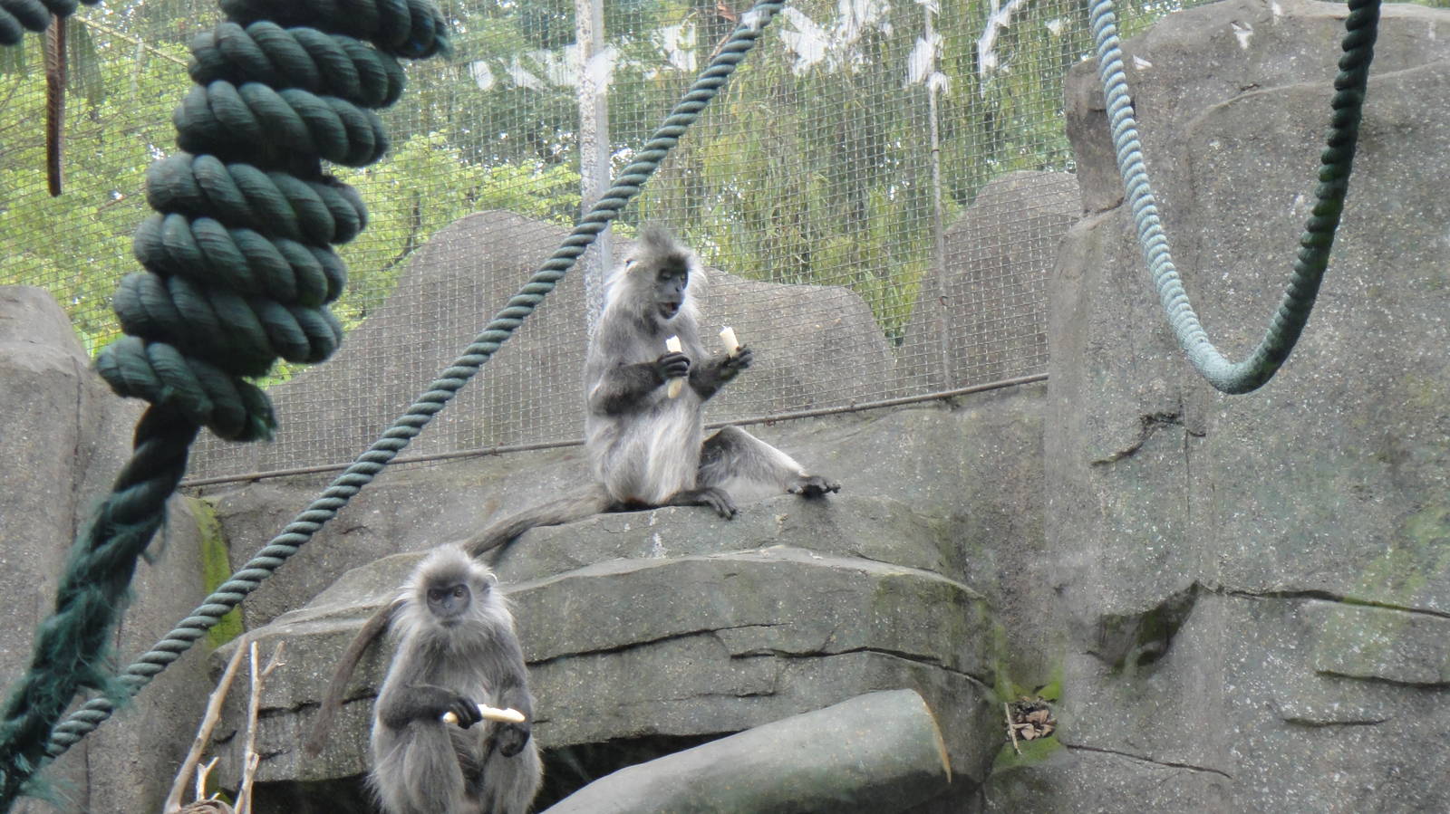 Indochinese silvered langur at Nanning zoo 2013-4-27