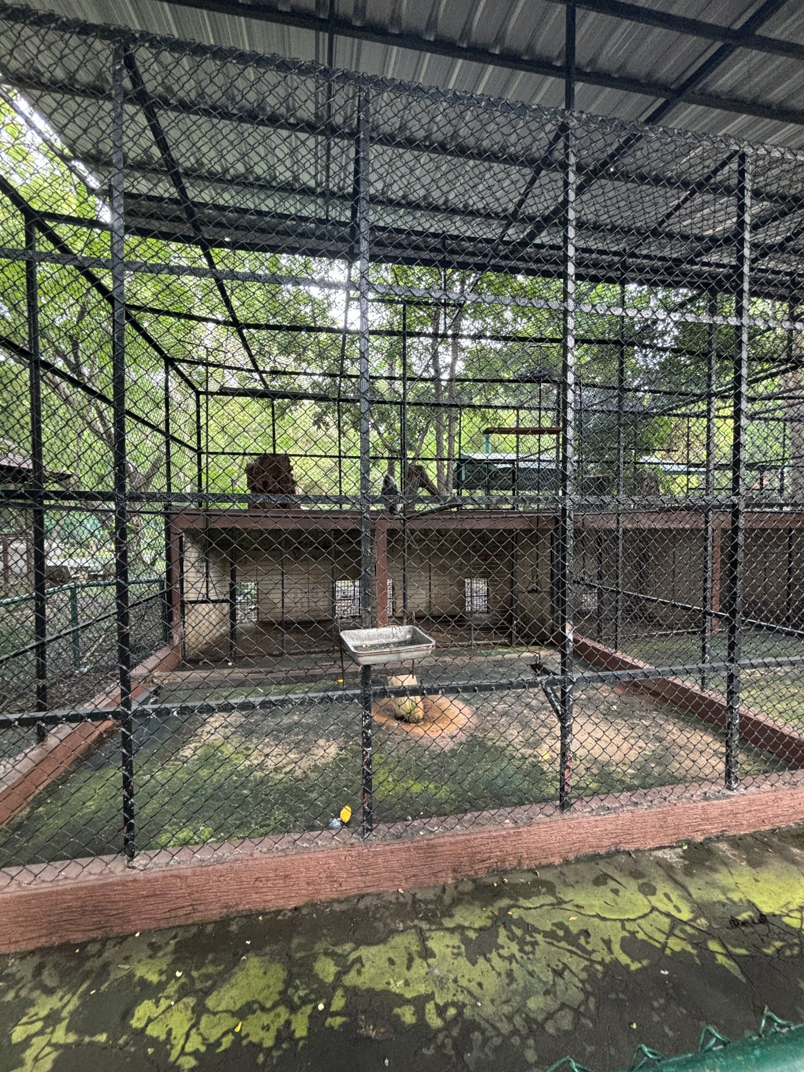 Indochinese Silvered Langur Exhibit - Lopburi Zoo