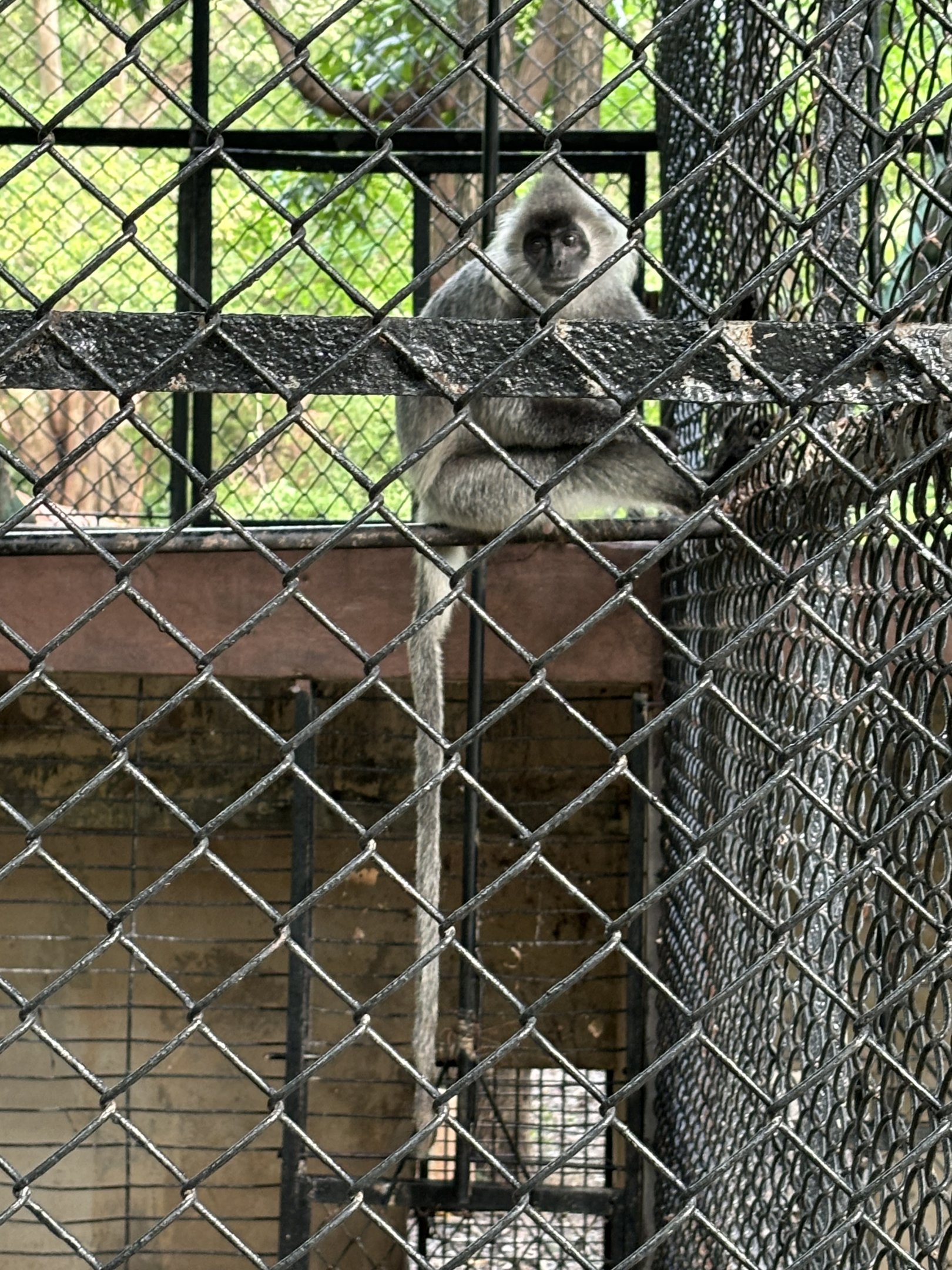 Indochinese Silvered Langur - Lopburi Zoo