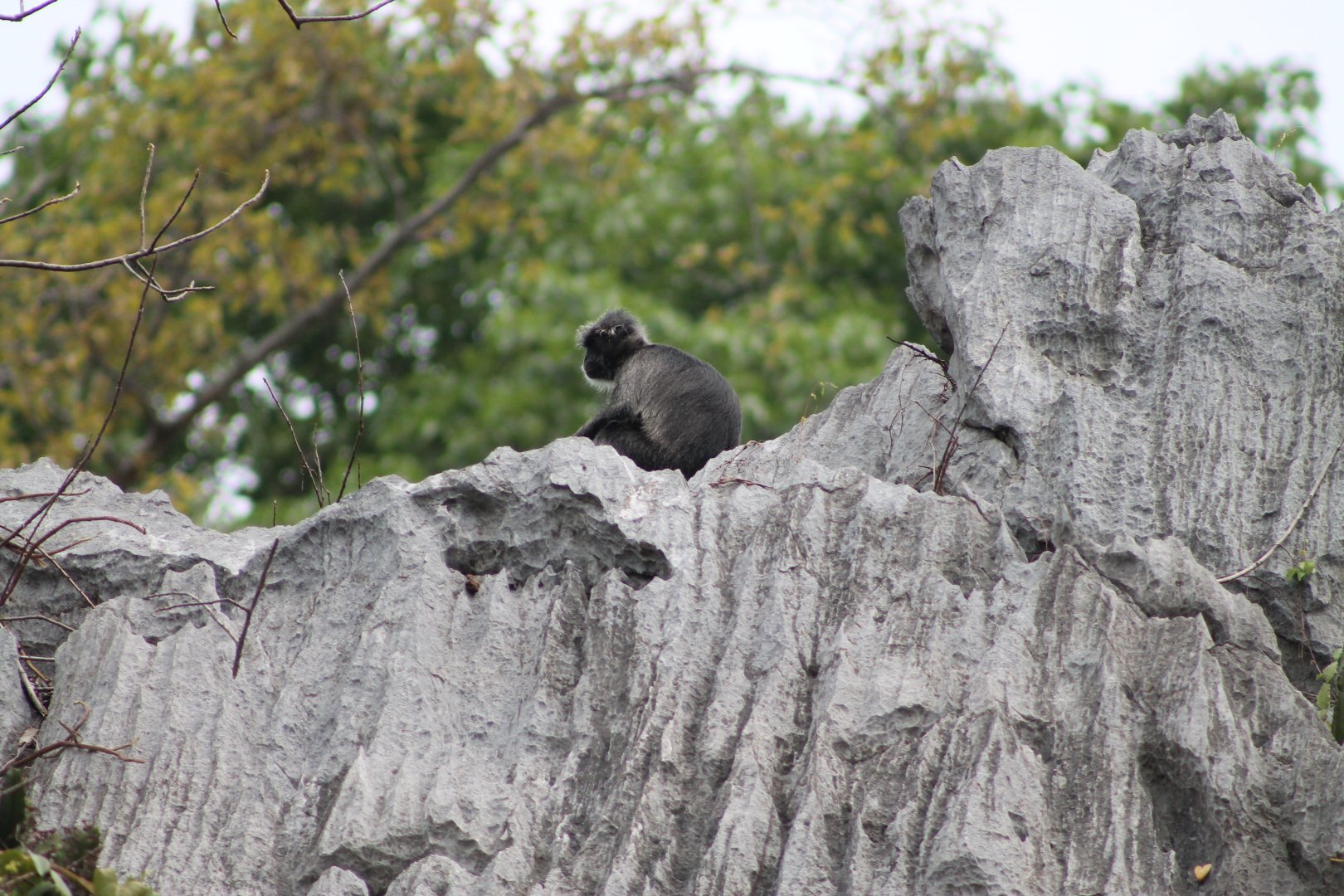 Indochinese Silvered Langur (Trachypithecus germaini)