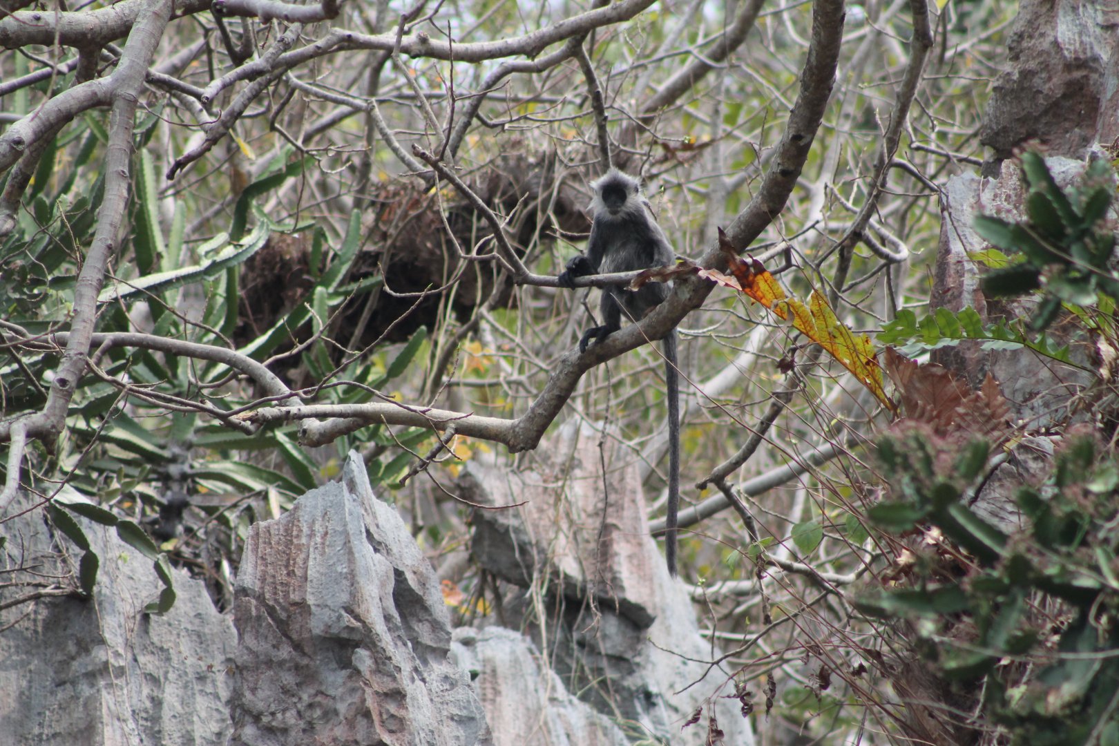 Indochinese Silvered Langur (Trachypithecus germaini)