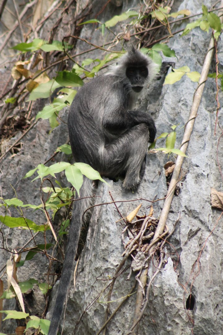 Indochinese Silvered Langur (Trachypithecus germaini)