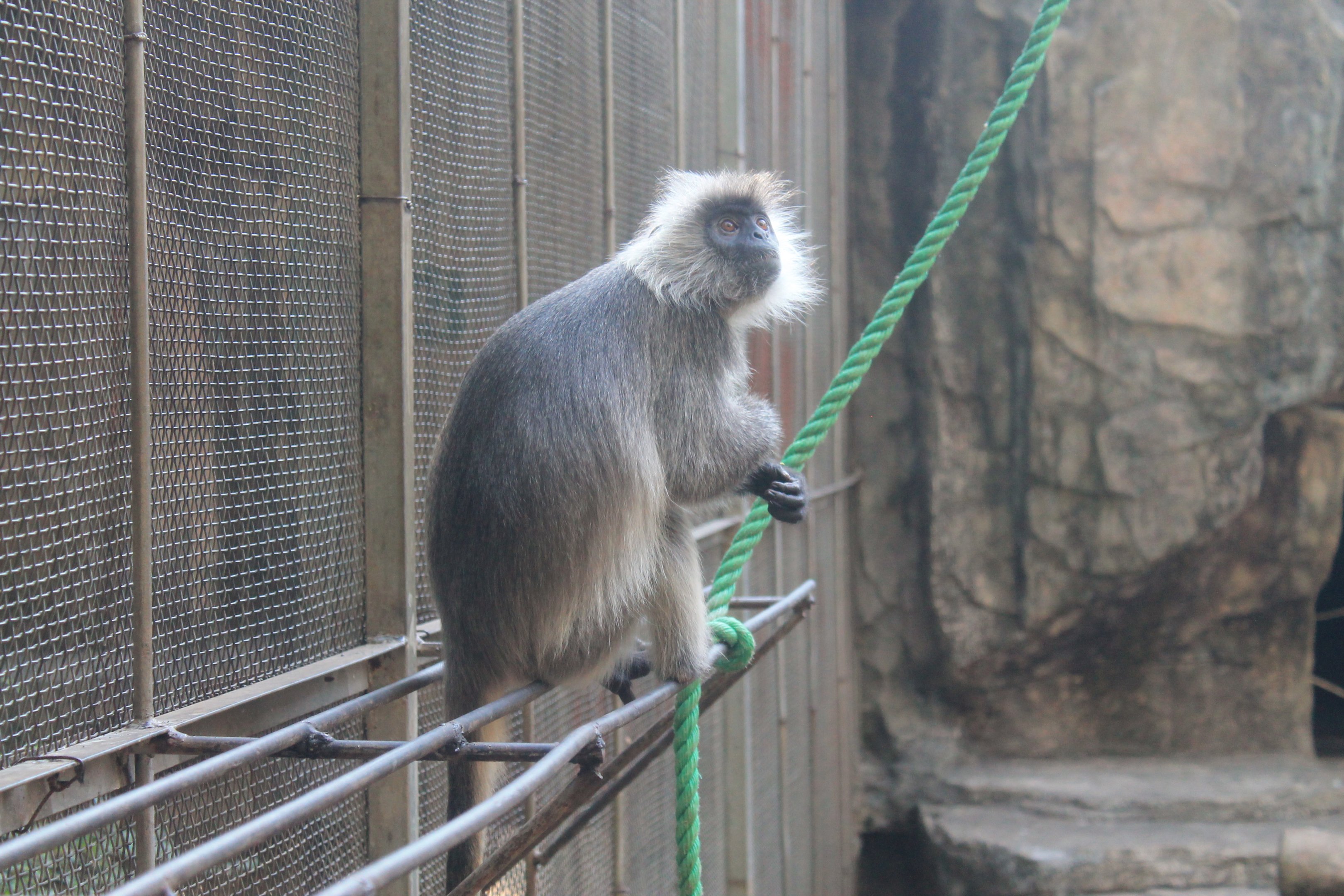 Indochinese Silvered Langur (Trachypithecus germaini)